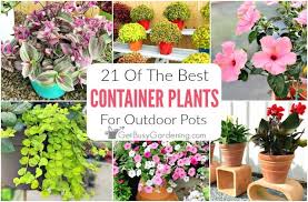 21 Best Container Plants For Pots