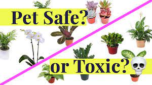 Is Your Plant Pet Safe Or Is It Toxic