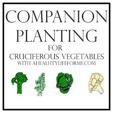 Companion Planting Tips For Cruciferous