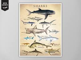 Shark Chart Art Print Shark Poster