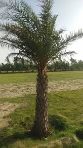 Full Sun Exposure Green Date Palm Tree