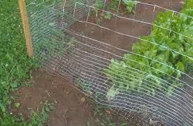 How To Rabbit Proof Your Garden