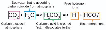 The Reaction Between Sodium Bicarbonate