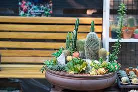 How To Build An Indoor Succulent Garden