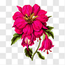 Transpa Flower Png Images