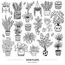 Houseplant Sketch Images Browse 22