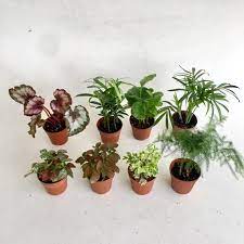 Indoor Plants Mini Foliage Assortment