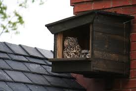 Build Your Own Owl Box Africa Geographic