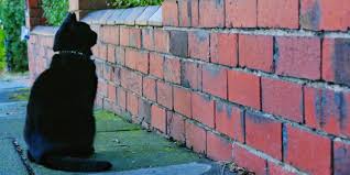 Why Is My Cat Staring At The Wall A