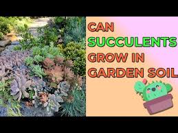Can Succulents Grow In Garden Soil