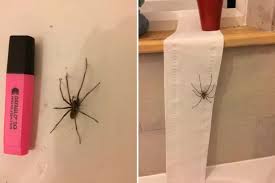 Massive Spiders Are About To Invade