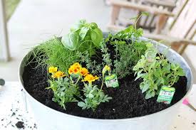 To Plant A One Container Herb Garden