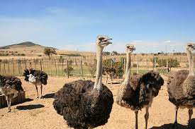 Electric Fence For Emus Ostrich