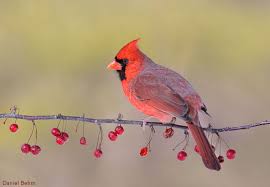 Nestwatch More On Cardinals Nestwatch