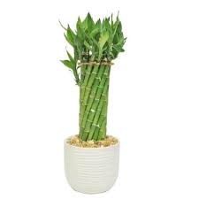 Lucky Bamboo Indoor Plant
