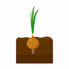 Farm Fruit Harvest Onion Plant