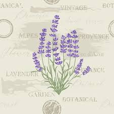 Fresh Cut Fragrant Lavender Plant