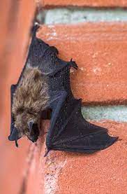 Three Steps To Getting Rid Of Bats In