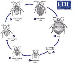 Cdc Dpdx Bed Bugs