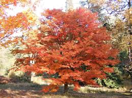 Acer Palmatum Japanese Maple