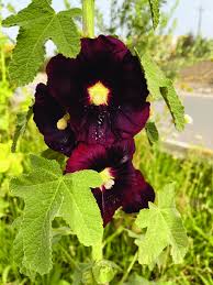 The Dark Purple Flowers Of The Common