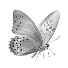 Silver Erfly Png Transpa Images