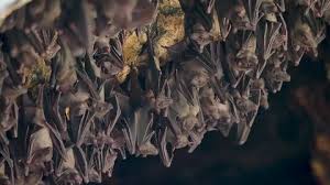 Close Up Bat Flying Stock Footage