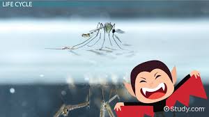 Mosquito Types Anatomy Lifespan