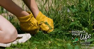 How To Clear An Overgrown Yard In 5
