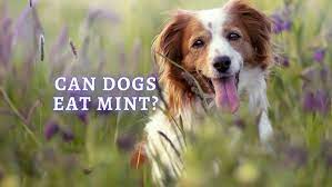 Can Dogs Eat Mint What Happens If A
