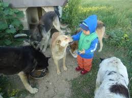 Herbicide Danger For Dogs
