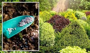 Fertilising Evergreen When And How To