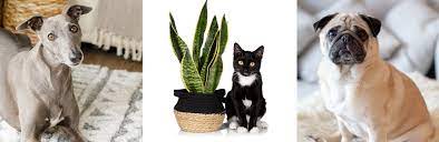 Guide To Pet Friendly Plants The