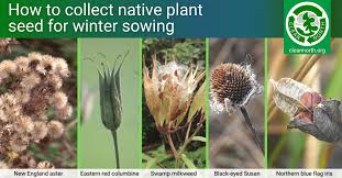 Want To Collect Native Plant Seed For