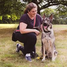 Best Equipment For Large Reactive Dogs