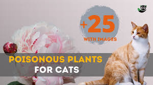 Poisonous Plants For Cats 30