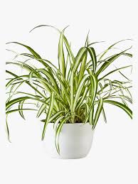 22 Pet Friendly Plants That Are Safe