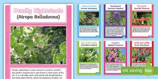 Poisonous Plants Of The Uk Display