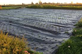 Growing With Landscape Fabric Floret