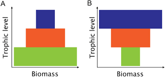 Trophic Transfer Efficiency In Lakes