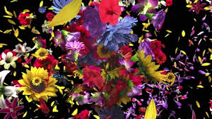 Colorful Big Flowers Background In 4k