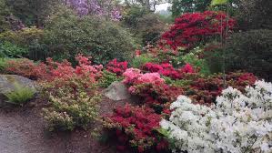 16 Essential Evergreen Shrubs For Time
