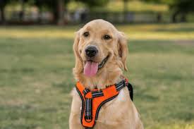 Best No Pull Dog Harnesses 2023