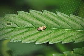 Cans And Leafhoppers How To