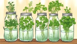 Hydroponic Mason Jar Gardening Growing