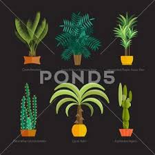 Vector Set Of Indoor Tree Home Plants