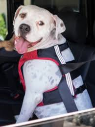 Pet Car Safety Tips The Animal Foundation