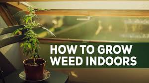 How To Grow Weed Indoors Detailed Step