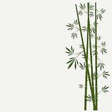 Bamboo Background Png Transpa