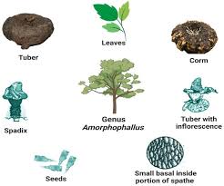 Genus Amorphophallus A Comprehensive